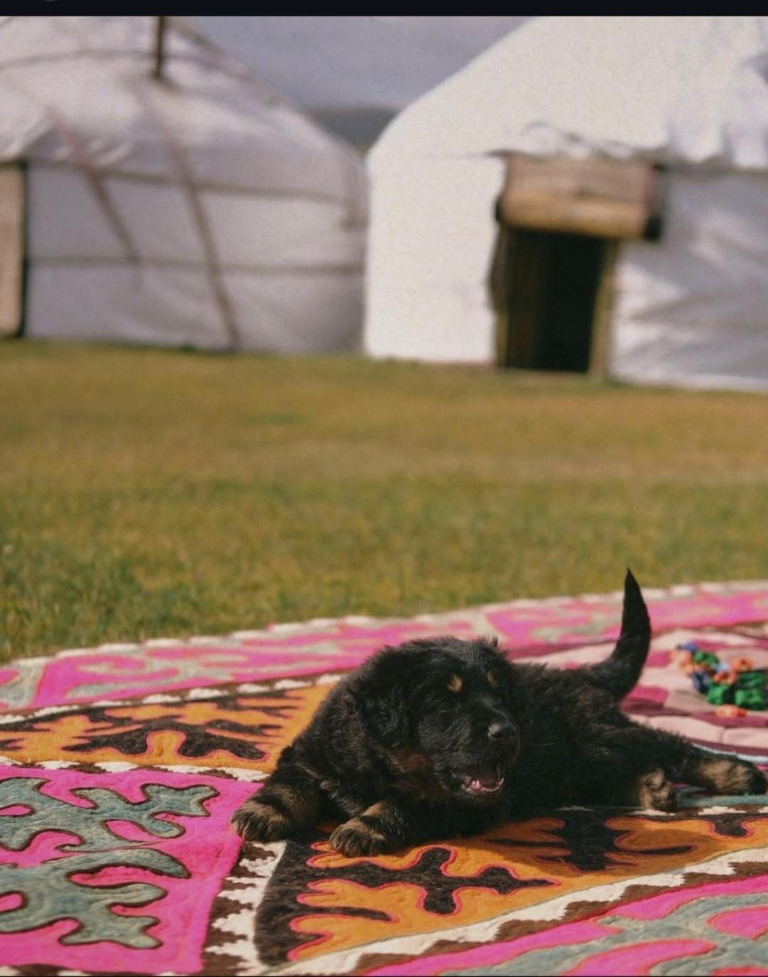 Zalkar Yurt Camp Song-Kul Exterior foto